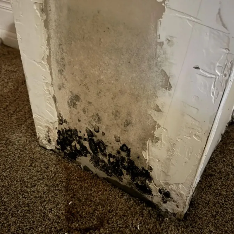 Professional Mold Removal in Marvell, AR